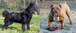 Mudi vs Australian Bulldog - Breed Comparison
