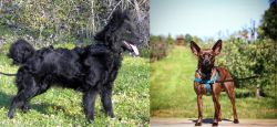 Mudi vs Bospin - Breed Comparison