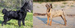 Mudi vs Catahoula Cur - Breed Comparison