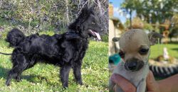 Mudi vs Chihuahua - Breed Comparison