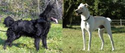 Mudi vs Cretan Hound - Breed Comparison
