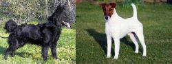 Mudi vs Fox Terrier (Smooth) - Breed Comparison