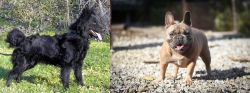Mudi vs French Bulldog - Breed Comparison