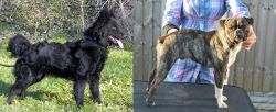 Mudi vs Fruggle - Breed Comparison