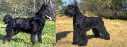 Mudi vs Giant Schnauzer - Breed Comparison