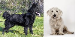 Mudi vs Glen of Imaal Terrier - Breed Comparison