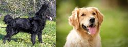 Mudi vs Golden Retriever - Breed Comparison