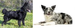 Mudi vs Koolie - Breed Comparison