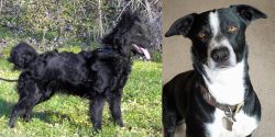 Mudi vs McNab - Breed Comparison