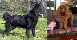 Mudi vs Miniature Poodle - Breed Comparison