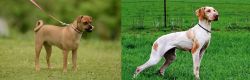 Muggin vs Ariege Pointer - Breed Comparison