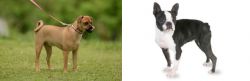 Muggin vs Boston Terrier - Breed Comparison
