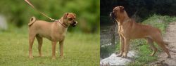 Muggin vs Bullmastiff - Breed Comparison