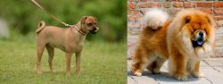 Muggin vs Chow Chow - Breed Comparison