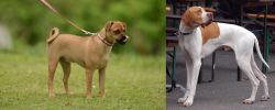 Muggin vs English Pointer - Breed Comparison