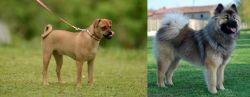 Muggin vs Eurasier - Breed Comparison