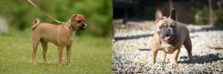 Muggin vs French Bulldog - Breed Comparison