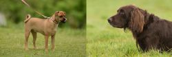 Muggin vs German Longhaired Pointer - Breed Comparison