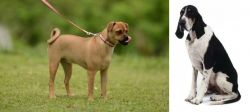 Muggin vs Grand Anglo-Francais Blanc et Noir - Breed Comparison