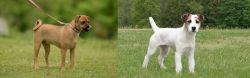 Muggin vs Jack Russell Terrier - Breed Comparison