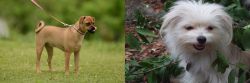Muggin vs Malti-Pom - Breed Comparison