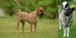 Muggin vs Norwegian Elkhound - Breed Comparison