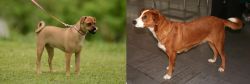 Muggin vs Osterreichischer Kurzhaariger Pinscher - Breed Comparison