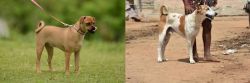 Muggin vs Pandikona - Breed Comparison