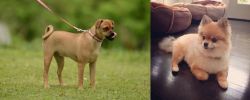 Muggin vs Pomeranian - Breed Comparison