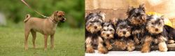Muggin vs Yorkshire Terrier - Breed Comparison