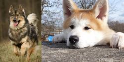 Native American Indian Dog vs Akita - Breed Comparison