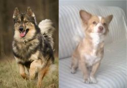 Native American Indian Dog vs Alopekis - Breed Comparison