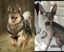 Native American Indian Dog vs American Hairless Terrier - Breed Comparison