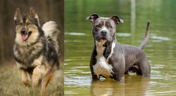 Native American Indian Dog vs American Staffordshire Terrier - Breed Comparison