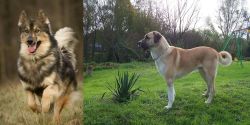 Native American Indian Dog vs Anatolian Shepherd - Breed Comparison