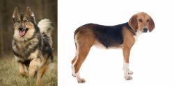 Native American Indian Dog vs Beagle-Harrier - Breed Comparison