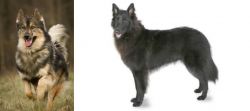 Native American Indian Dog vs Belgian Shepherd - Breed Comparison