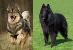 Native American Indian Dog vs Belgian Shepherd Dog (Groenendael) - Breed Comparison