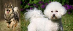 Native American Indian Dog vs Bichon Frise - Breed Comparison