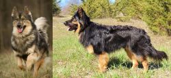 Native American Indian Dog vs Bohemian Shepherd - Breed Comparison