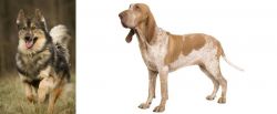 Native American Indian Dog vs Bracco Italiano - Breed Comparison