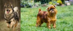 Native American Indian Dog vs Brussels Griffon - Breed Comparison
