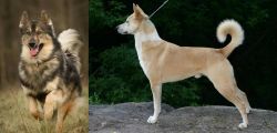Native American Indian Dog vs Canaan Dog - Breed Comparison
