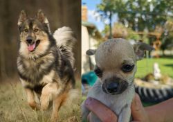 Native American Indian Dog vs Chihuahua - Breed Comparison