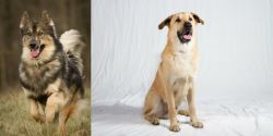 Native American Indian Dog vs Chinook - Breed Comparison