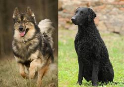 Native American Indian Dog vs Curly Coated Retriever - Breed Comparison