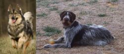 Native American Indian Dog vs Deutsch Drahthaar - Breed Comparison