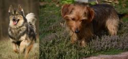 Native American Indian Dog vs Dorkie - Breed Comparison