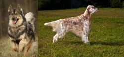 Native American Indian Dog vs English Setter - Breed Comparison