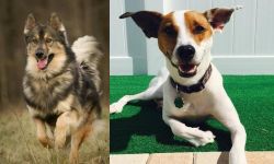 Native American Indian Dog vs Feist - Breed Comparison